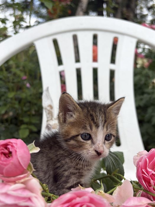 отдаем чудесных котят