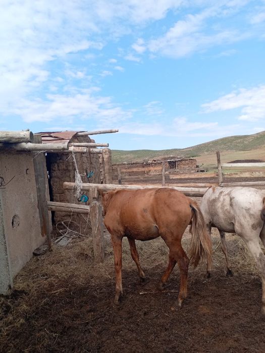 тайлар сатылады!