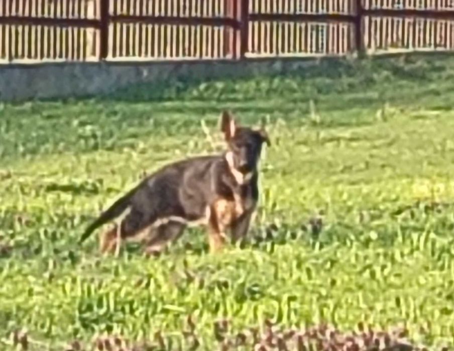 Немски овчарки на 3 месеца