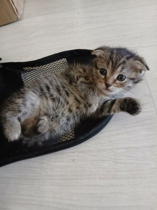 Пристраиваются котята