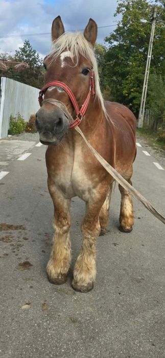 Vand armasar de 9 ani bun de lucru fara defecte