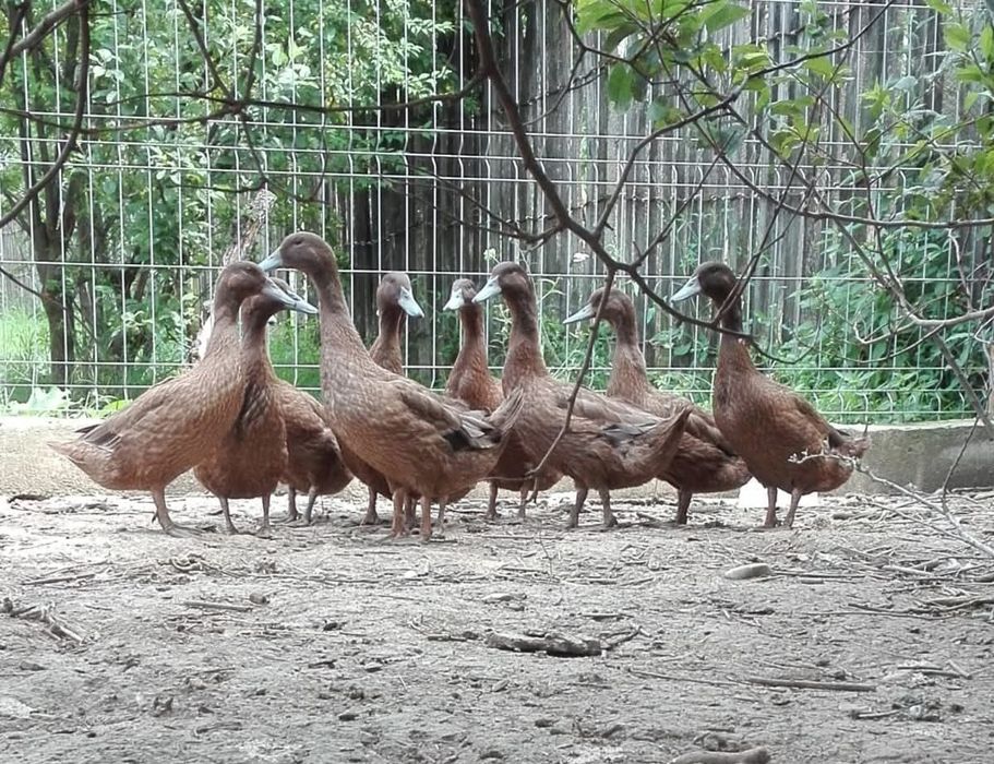 Rațe Khaki Campbell linie Italia (perechi)