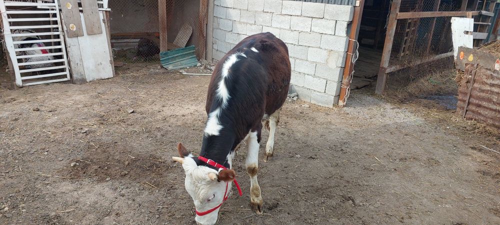 Симентал телка годовалая