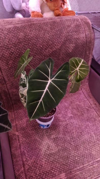 Отростки большой выбор