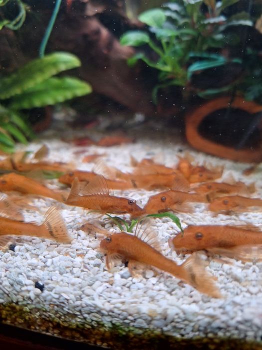 Анциструс Супер ред