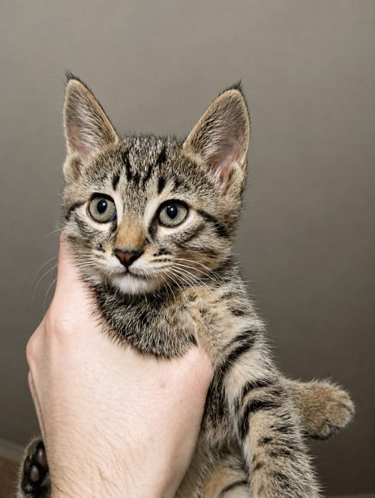 Отдам котят в хорошие руки