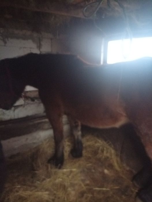 Vând său schimb cu vaci