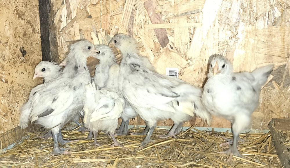 Puișorii australorp splash