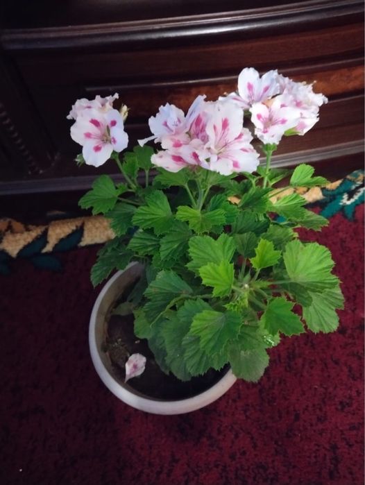 Продам королевскую герань
