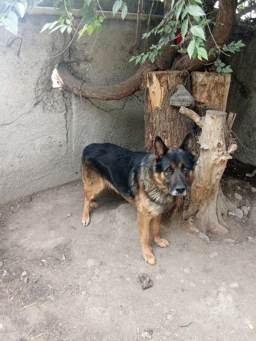 Овчарка собака немецки