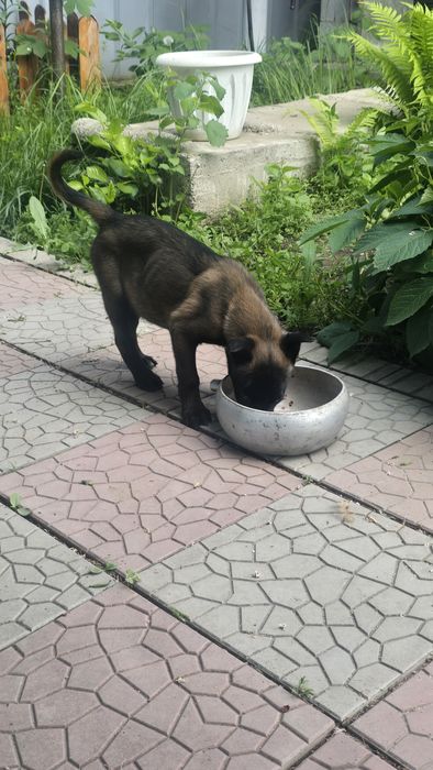 Малинуа  бельгийская овчарка