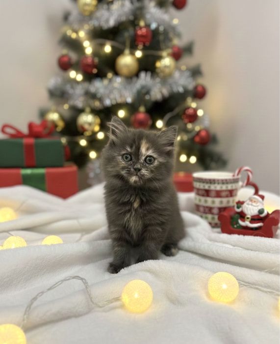 Котёнок шотладский скотиш страйт