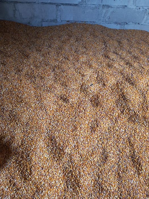 Vand porumb producrie 2025