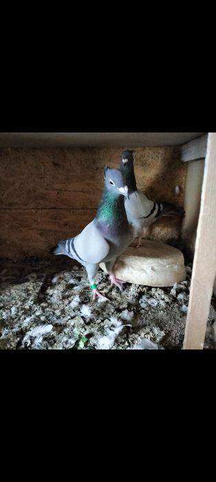 Porumbei sport de vânzare