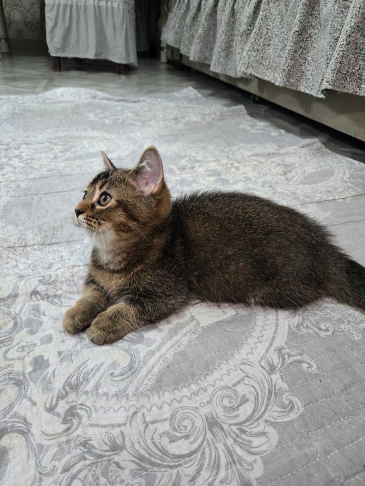 Золотая шиншилла.манчкин