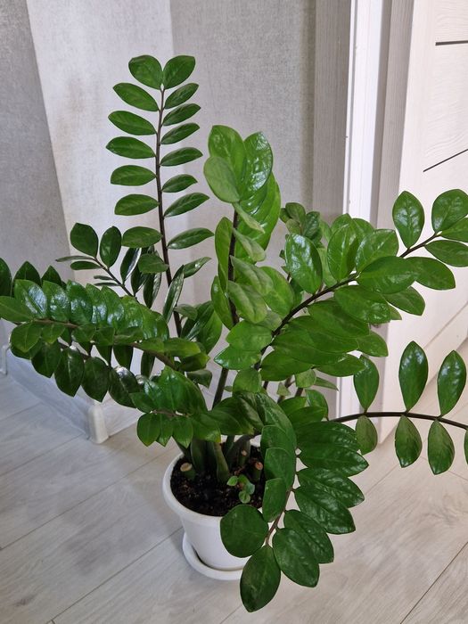 Комнатные растение, долларовые цветы