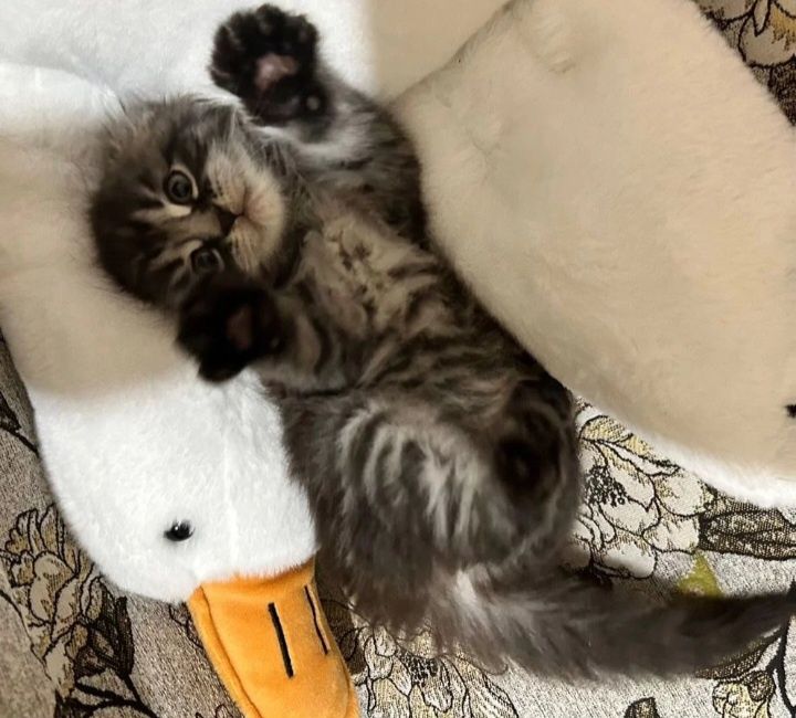 Скоттиш фолд вислоухий