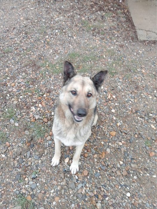 Отдам собаку в хорошие руки