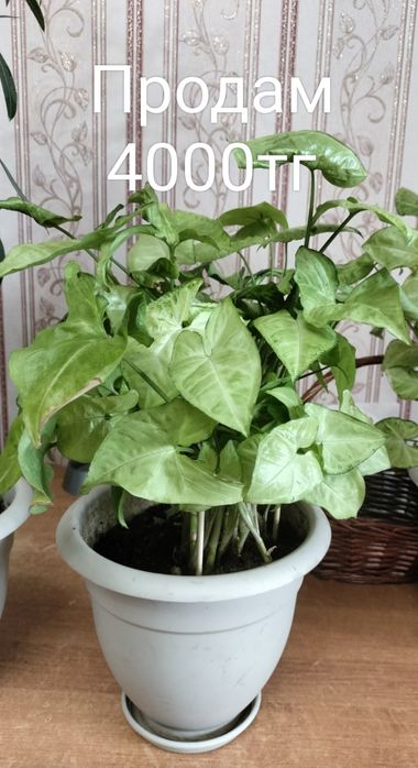 Продам сингониум