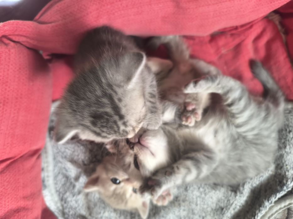 Британские котята