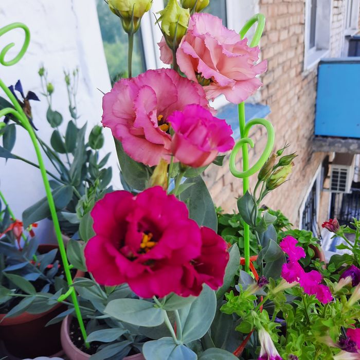 Продам смесь семян эустомы.