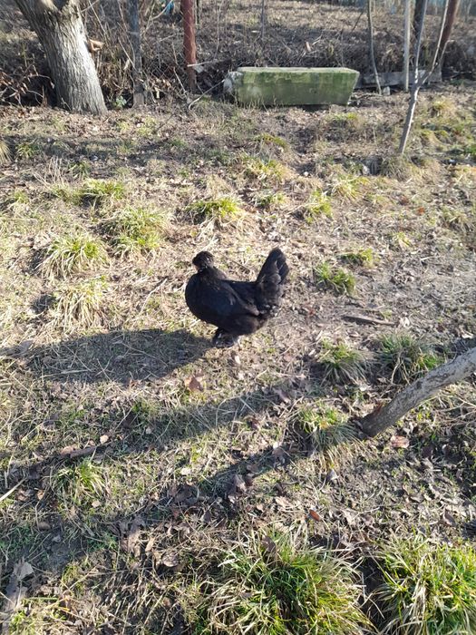 Cocos motat  și puica de anul acesta