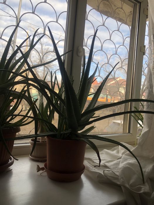 Алоэ вера (4года)