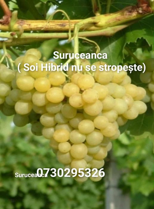 Butași viță de vie Altoita și Hibrida anul 3 de vegetație