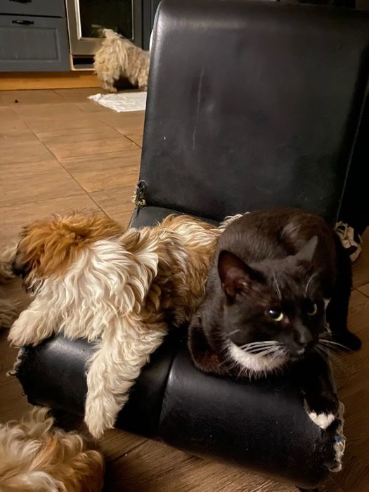 Baietel Shih tzu