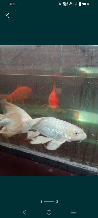 Продаётся платиновая кои