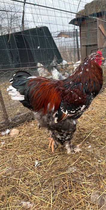 Vand cocos brahma porțelan