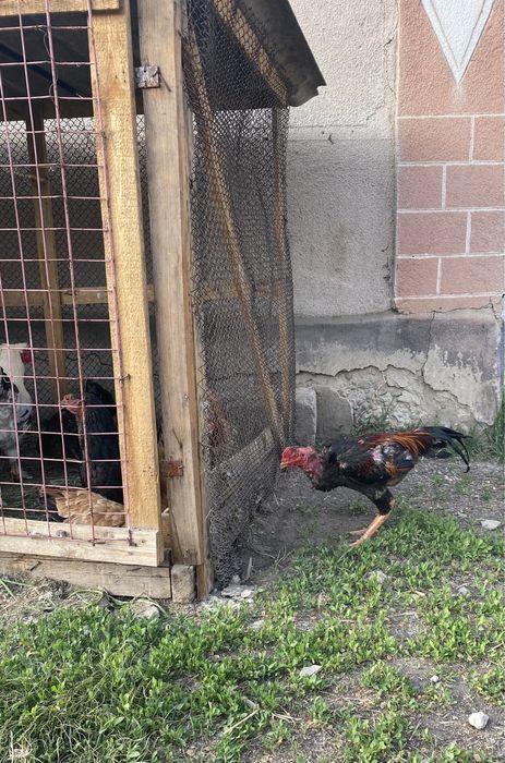 Продам или обмен дакан петуха