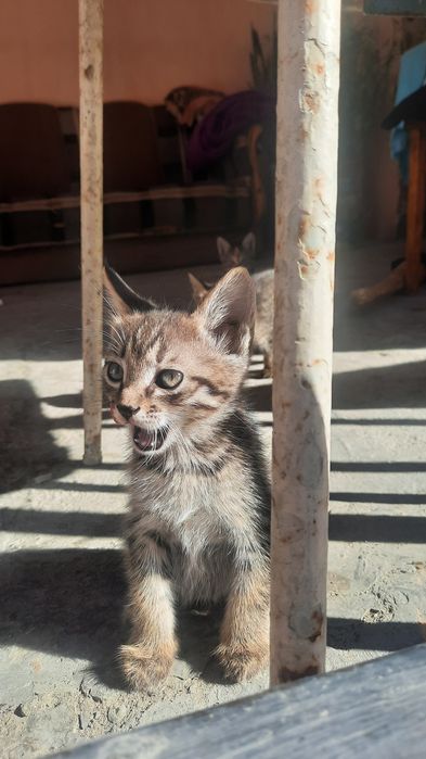 Милые малые котята.