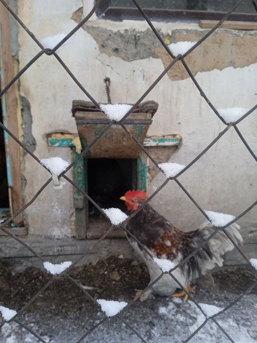 Продам карликовых петухов