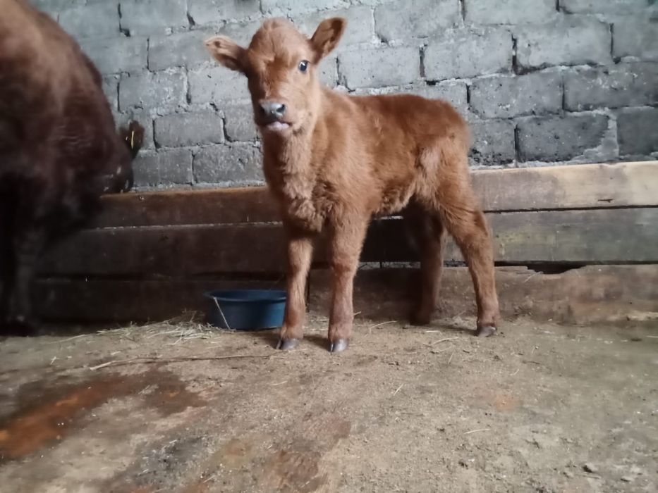 Бұзау сатылады ұрғашы