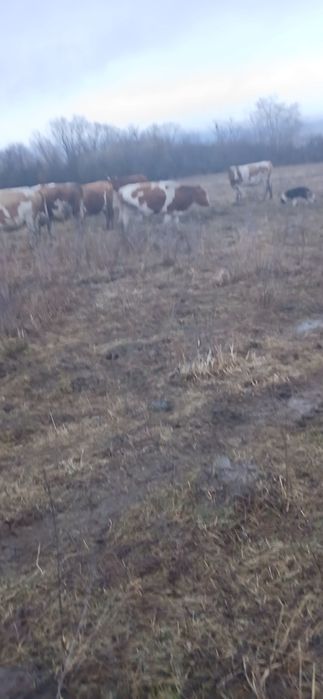 Vand vaci cu tot cu vitei