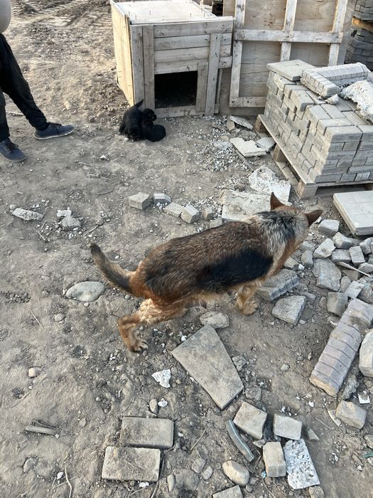 Щенки даром мать немецкая овчарка