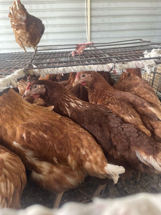 Куры Ломан Браун