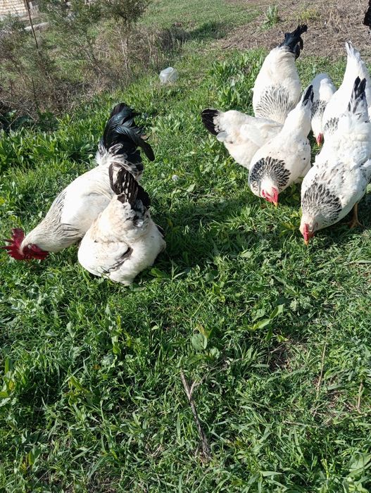 Adler tuxumlari sotiladi