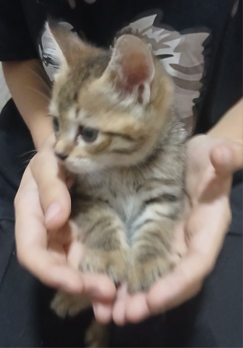 Отдам котят в хорошие руки