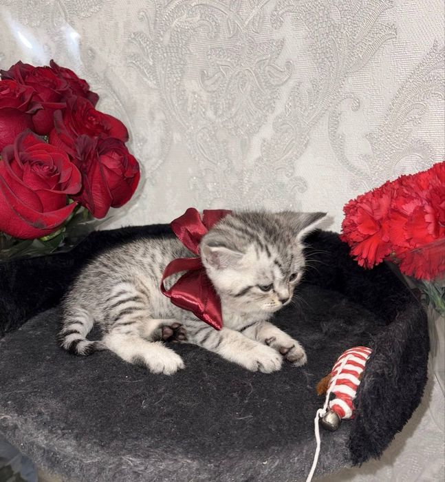 Шиншилла Мальчик, котенок 1,5 мес