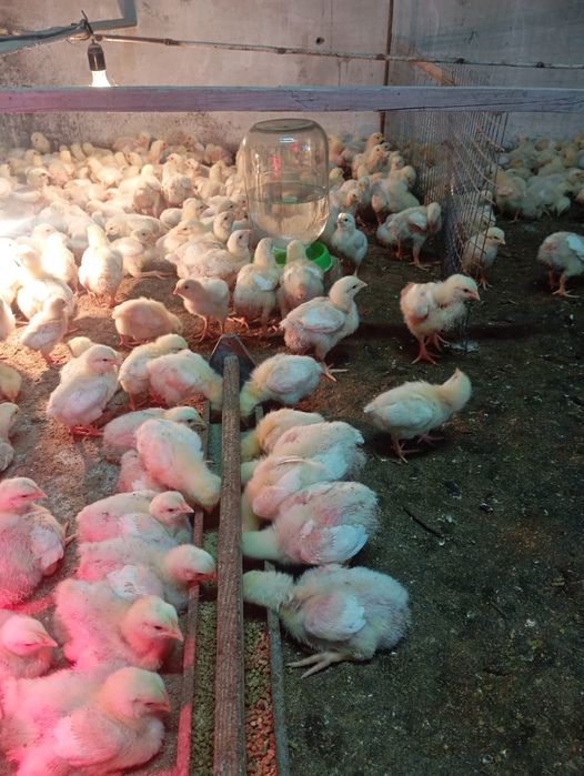 Цыплята бройлеров