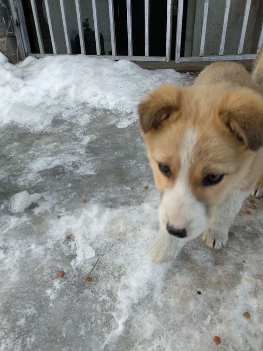 Щенки мальчик и девочка сторожа