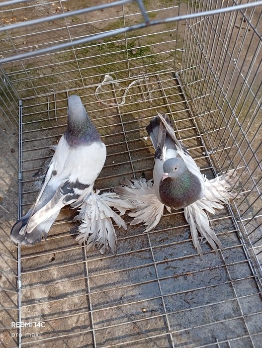 Голуби. Телеграмдан ёзин