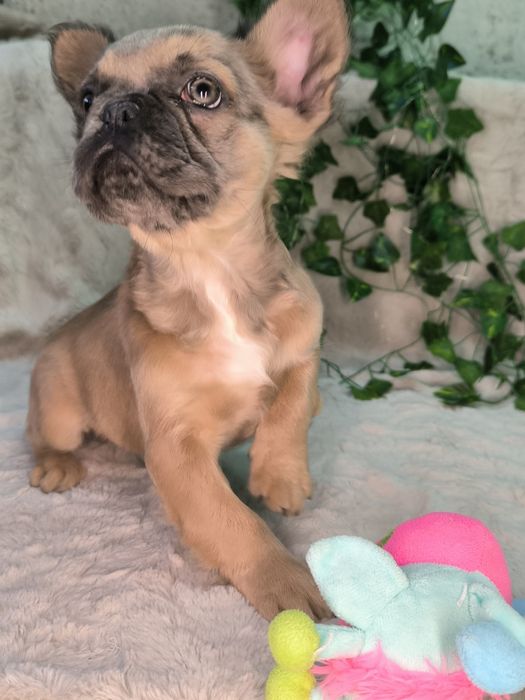 Vand baietel Bulldog francez fluffy - cu par lung.  (Cu pasaport)