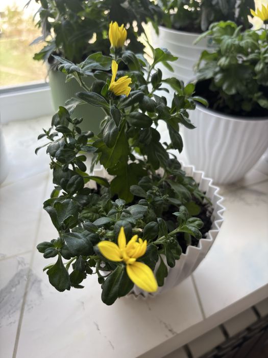 Хризантемы.  комнатные цветы