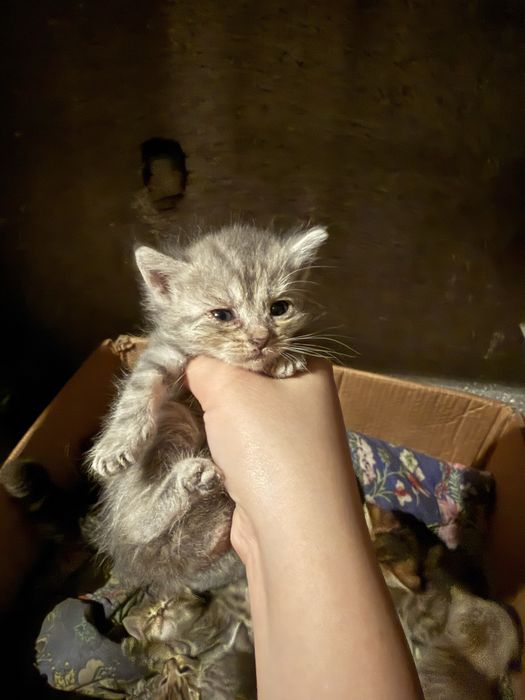 Продам котят , породистые