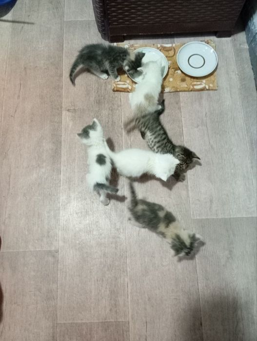 Котики отдаём в хорошие руки.Телеграмма нету
