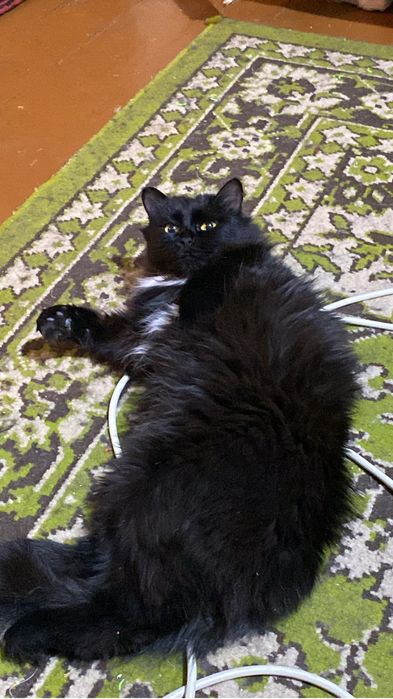 Отдам в добрые руки кошек