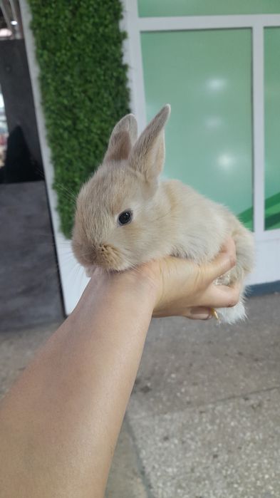 Кролики декоративные